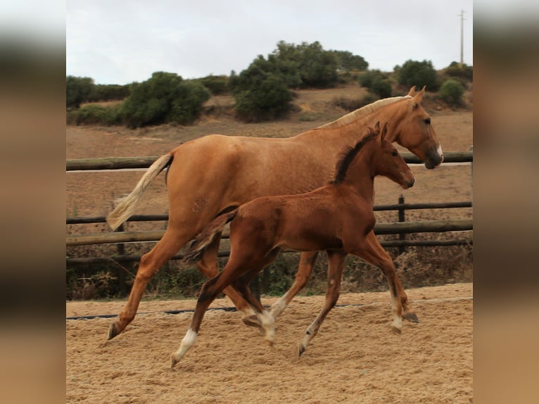 Lusitano Ogier 4 lat 168 cm Gniada in Rbamar
