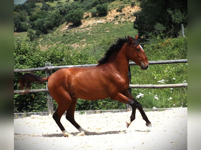 Lusitano Ogier 4 lat 168 cm Gniada in Rbamar
