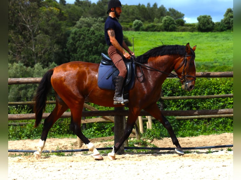 Lusitano Ogier 4 lat 168 cm Gniada in Rbamar