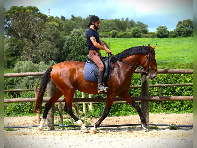 Lusitano Ogier 4 lat 168 cm Gniada in Rbamar