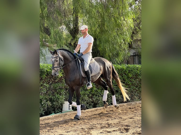 Lusitano Ogier 4 lat 170 cm Gniada in Murcia