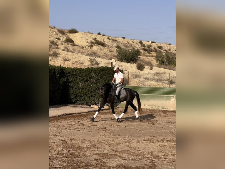 Lusitano Ogier 4 lat 170 cm Gniada in Murcia