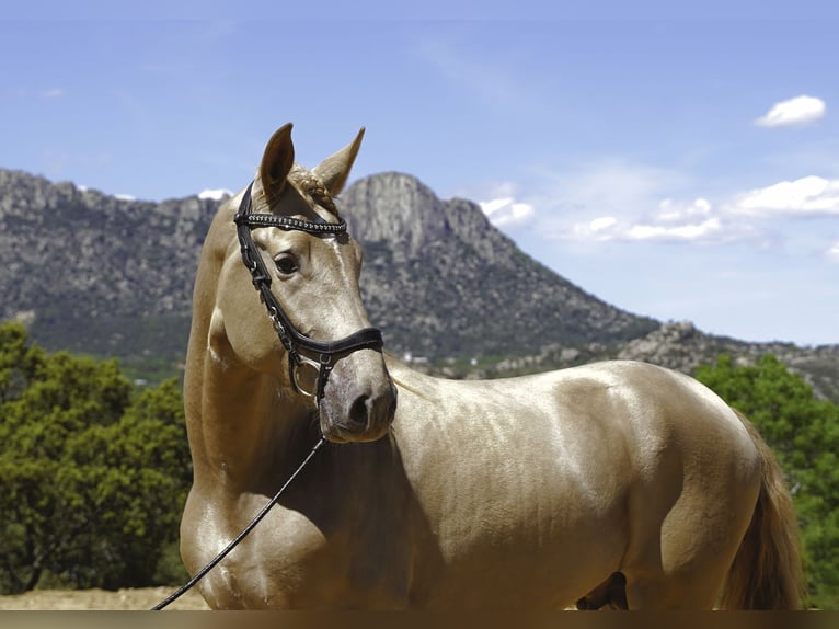 Lusitano Mix Ogier 4 lat 170 cm Perłowa in La Cabrera