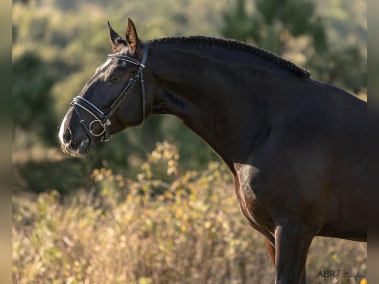 Lusitano Ogier 4 lat 172 cm Kara in Ermelo