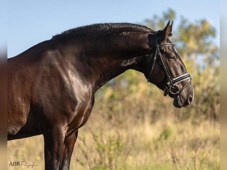 Lusitano Ogier 4 lat 172 cm Kara in Ermelo