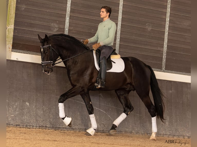 Lusitano Ogier 4 lat 172 cm Kara in Ermelo