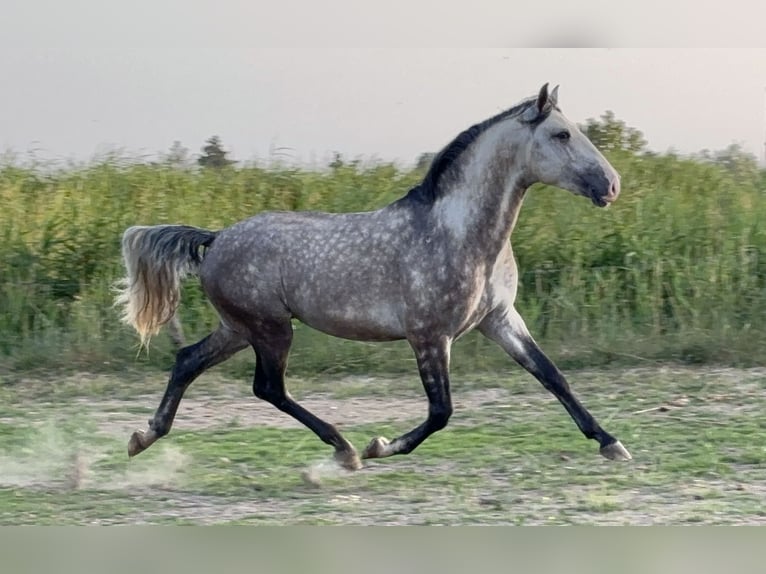 Lusitano Ogier 4 lat Siwa in Arles