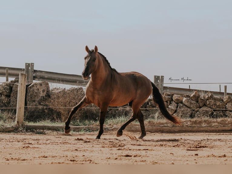 Lusitano Ogier 5 lat 157 cm Grullo in Lissabon