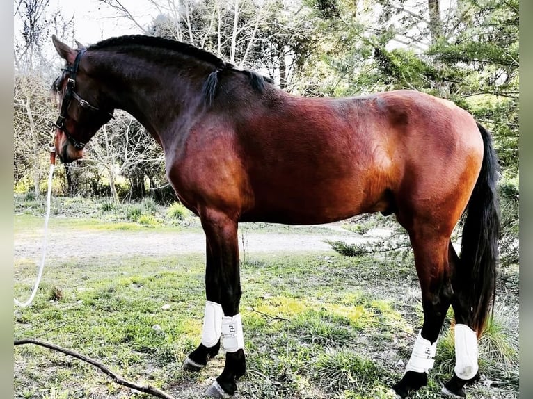 Lusitano Ogier 5 lat 158 cm Gniada in Ourém