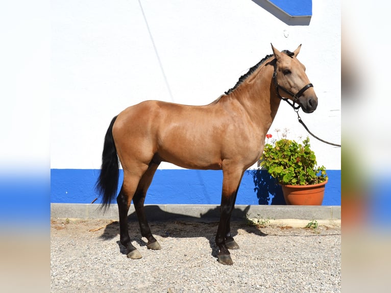 Lusitano Ogier 5 lat 158 cm Izabelowata in Lissabon