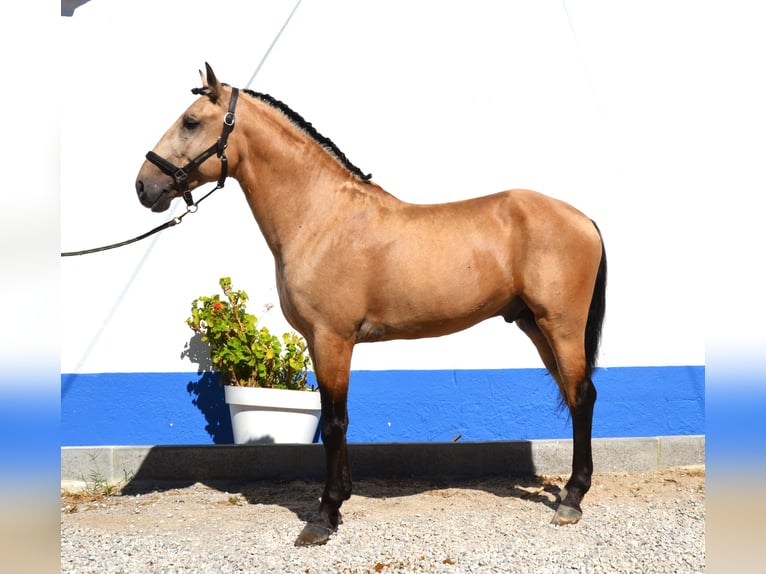 Lusitano Ogier 5 lat 158 cm Izabelowata in Lissabon