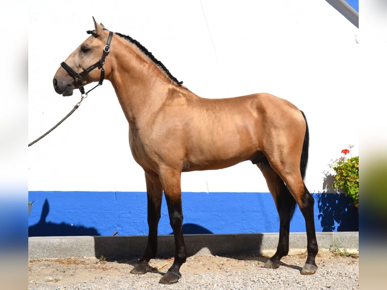 Lusitano Ogier 5 lat 158 cm Izabelowata in Lissabon