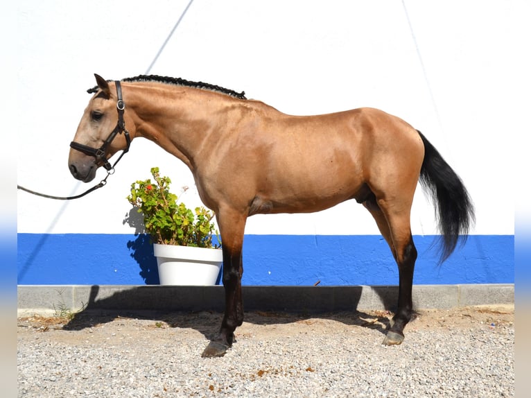 Lusitano Ogier 5 lat 158 cm Izabelowata in Lissabon