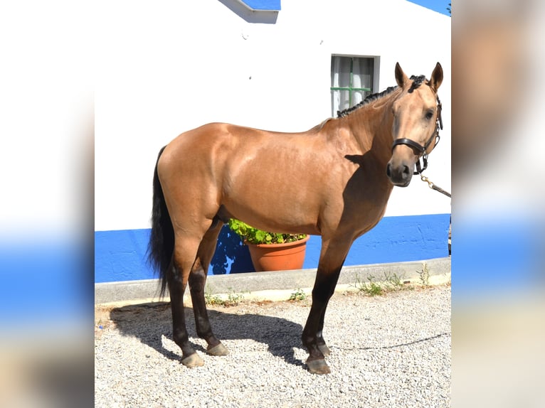 Lusitano Ogier 5 lat 158 cm Izabelowata in Lissabon