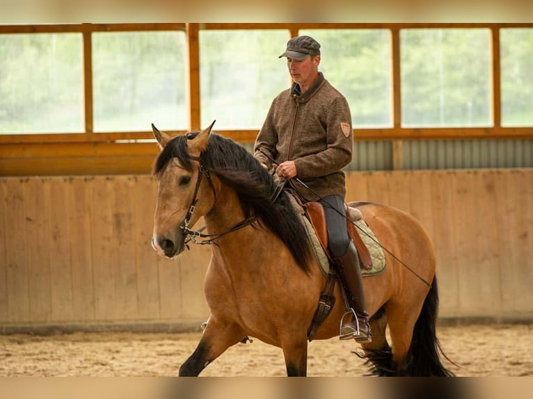 Lusitano Ogier 5 lat 158 cm Jelenia in Trier