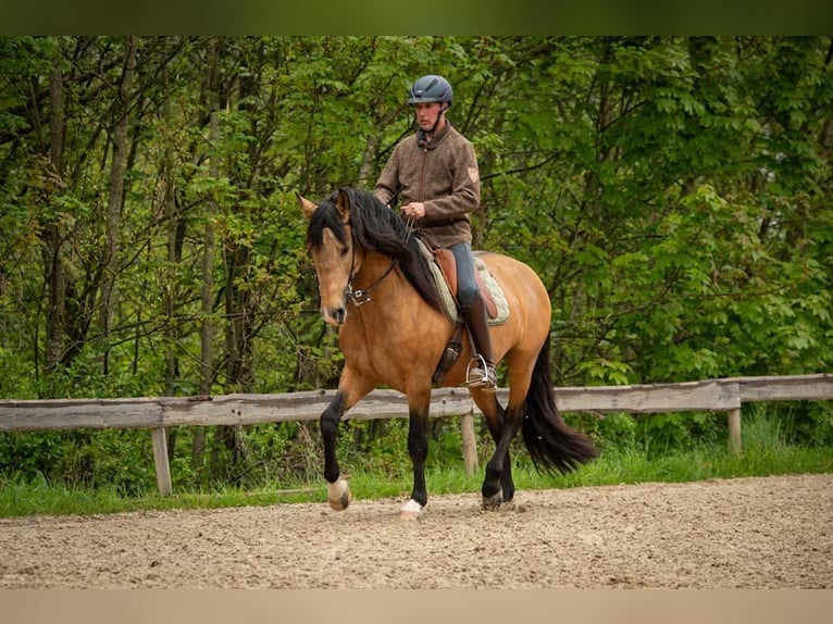 Lusitano Ogier 5 lat 158 cm Jelenia in Trier