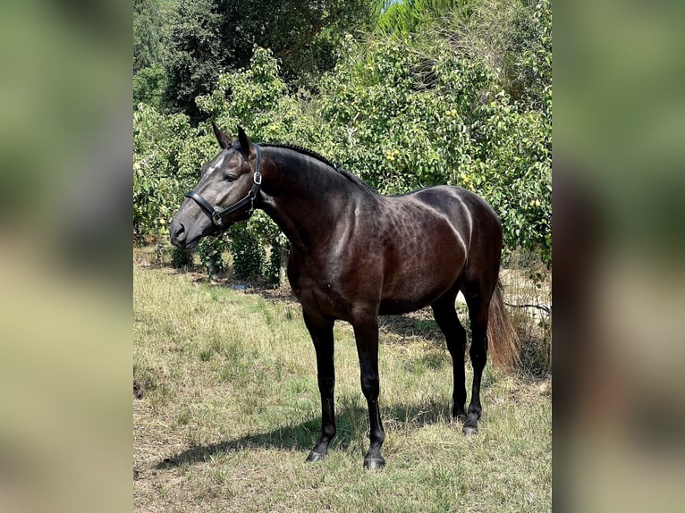 Lusitano Ogier 5 lat 159 cm Siwa in Rio Maior