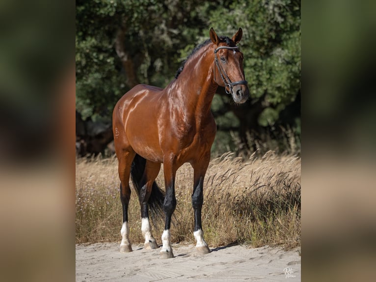 Lusitano Mix Ogier 5 lat 160 cm Gniada in Alcochete
