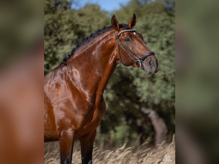 Lusitano Mix Ogier 5 lat 160 cm Gniada in Alcochete