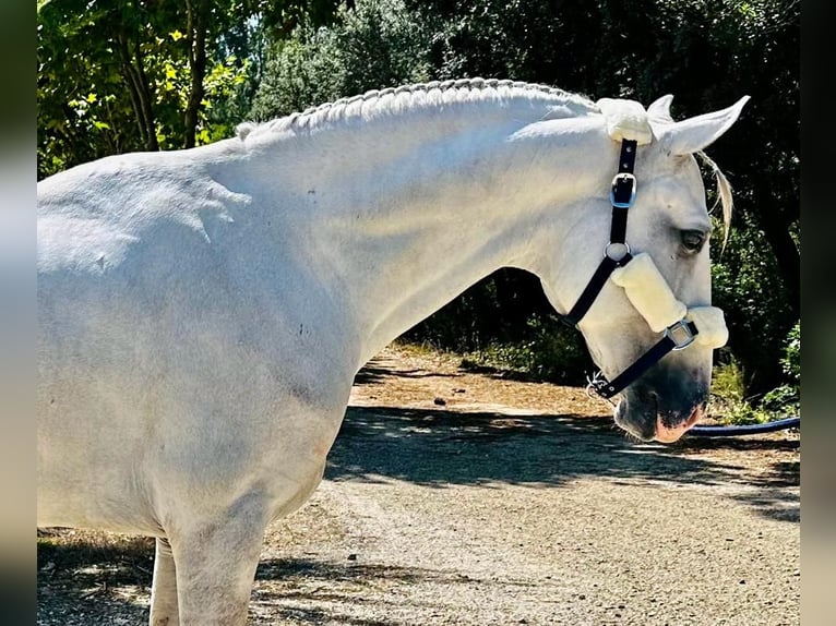 Lusitano Ogier 5 lat 161 cm Siwa in Leiria