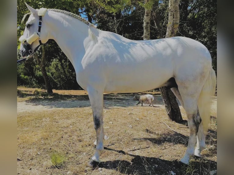 Lusitano Ogier 5 lat 161 cm Siwa in Leiria