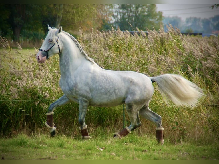 Lusitano Ogier 5 lat 162 cm Siwa in Bredene