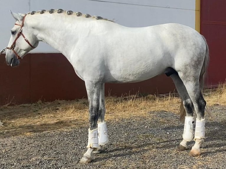 Lusitano Ogier 5 lat 162 cm Siwa in Navas Del Madro&#xF1;o