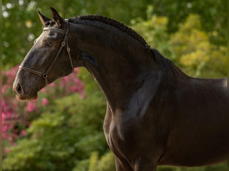 Lusitano Ogier 5 lat 163 cm Kara in Martfeld