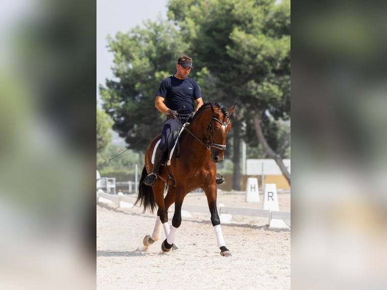 Lusitano Ogier 5 lat 164 cm Ciemnogniada in Martfeld
