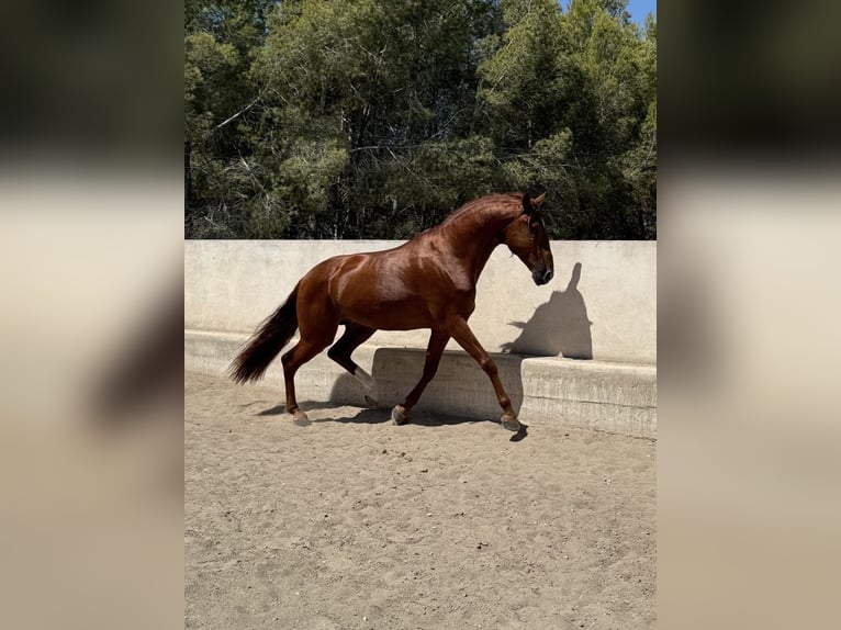 Lusitano Ogier 5 lat 165 cm Cisawa in Estrada, La (Urbanizacion)