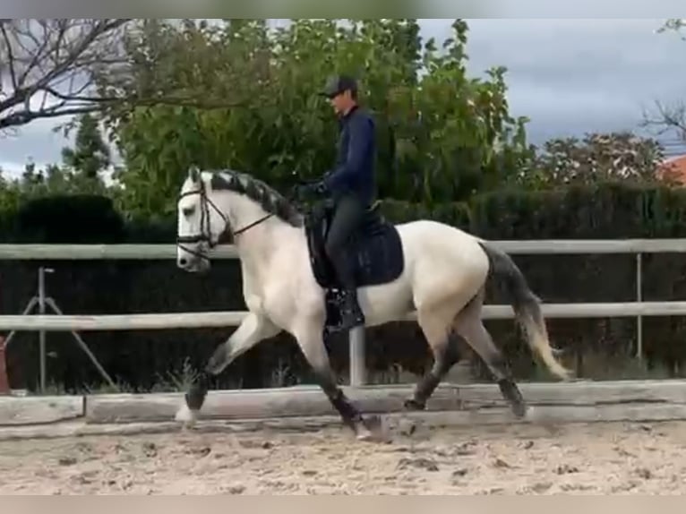 Lusitano Ogier 5 lat 165 cm Siwa in Santa Perpetua de Mogoda