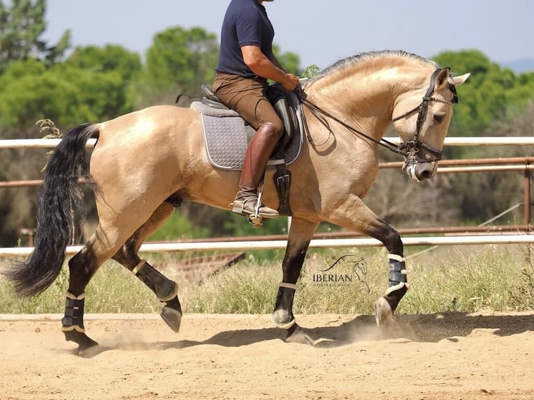 Lusitano Mix Ogier 5 lat 168 cm Bułana in Navas Del Madroño
