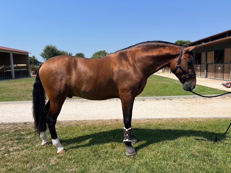 Lusitano Ogier 5 lat 168 cm Gniada in Lisboa