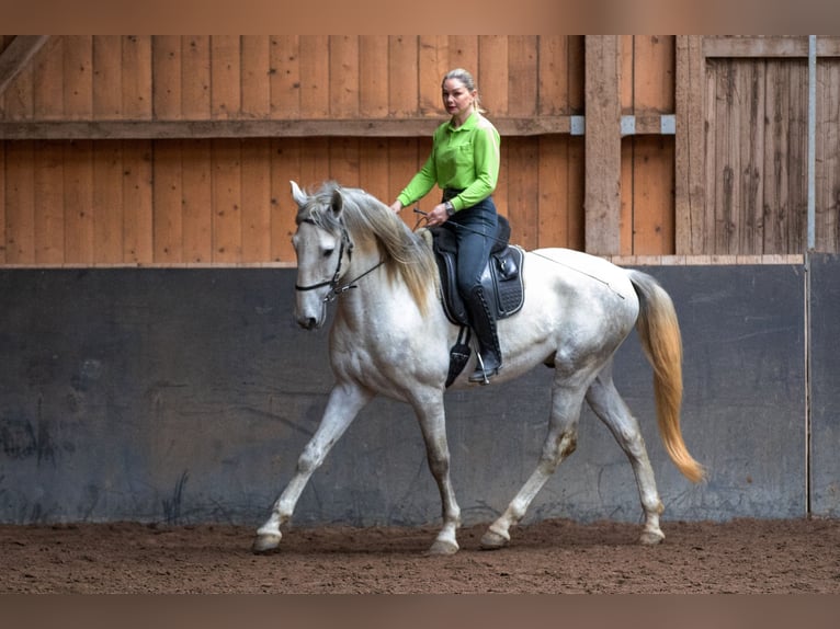 Lusitano Ogier 5 lat 168 cm Siwa in Augsburg