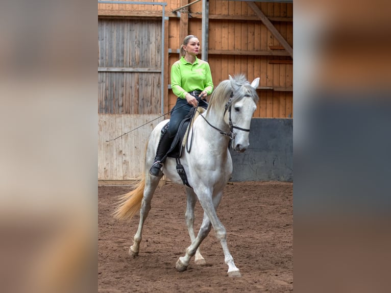 Lusitano Ogier 5 lat 168 cm Siwa in Augsburg