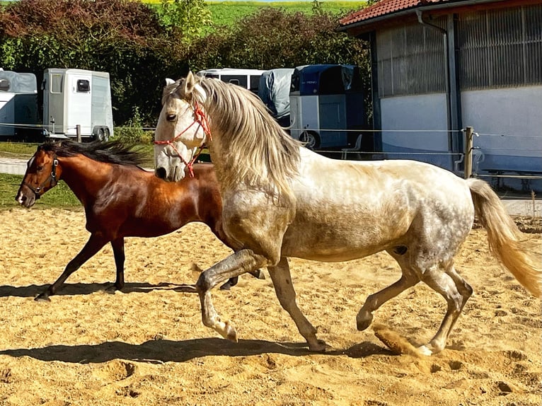 Lusitano Ogier 5 lat 168 cm Siwa in Augsburg