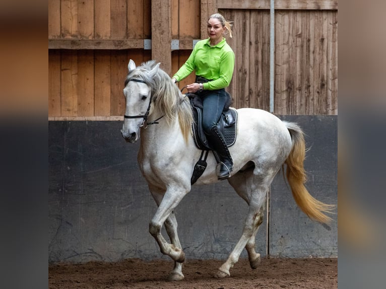 Lusitano Ogier 5 lat 168 cm Siwa in Augsburg