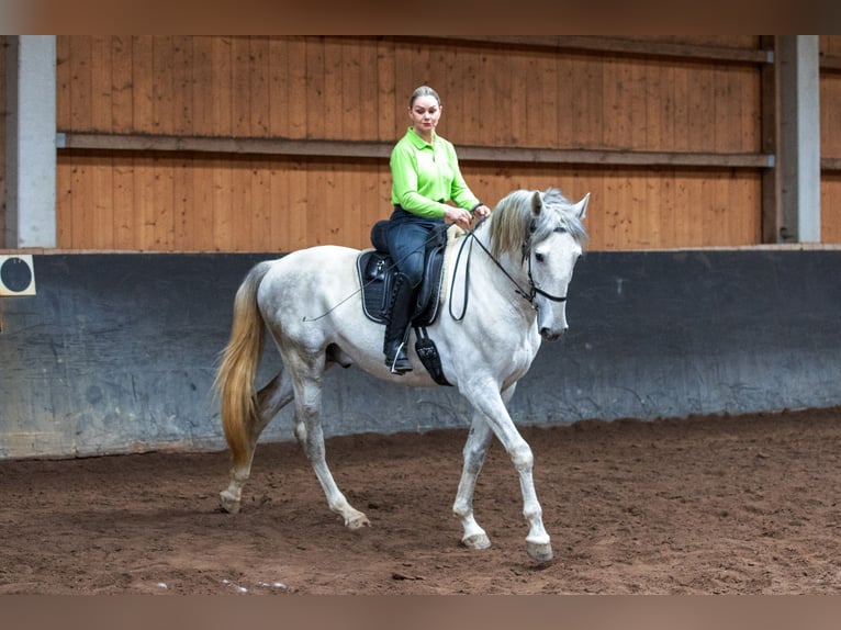 Lusitano Ogier 5 lat 168 cm Siwa in Augsburg