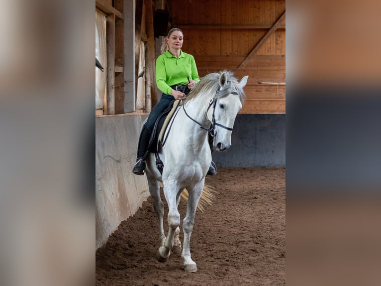 Lusitano Ogier 5 lat 168 cm Siwa in Augsburg