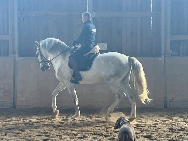 Lusitano Ogier 5 lat 168 cm Siwa in Augsburg