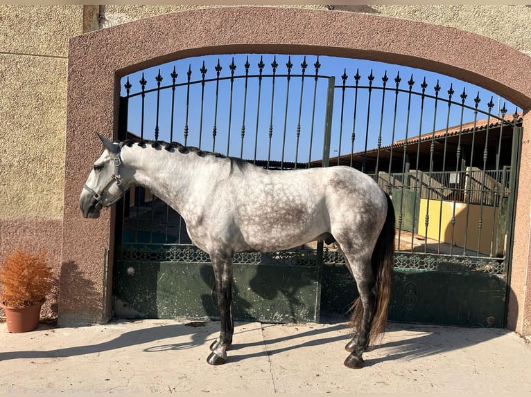 Lusitano Ogier 5 lat Siwa jabłkowita in Chipiona