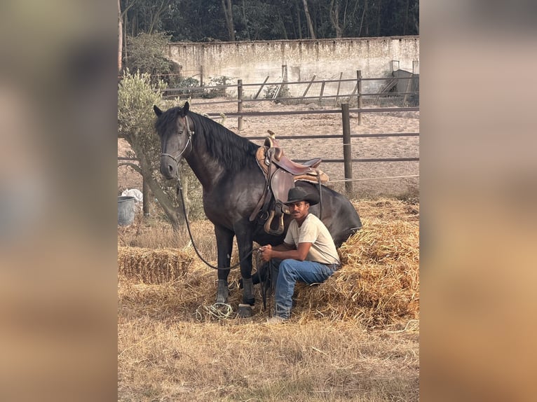 Lusitano Ogier 6 lat 155 cm Kara in Caldas da Rainha