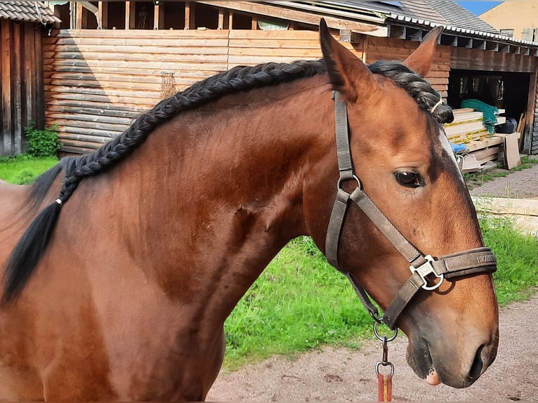 Lusitano Ogier 6 lat 157 cm Gniada in Gerstungen