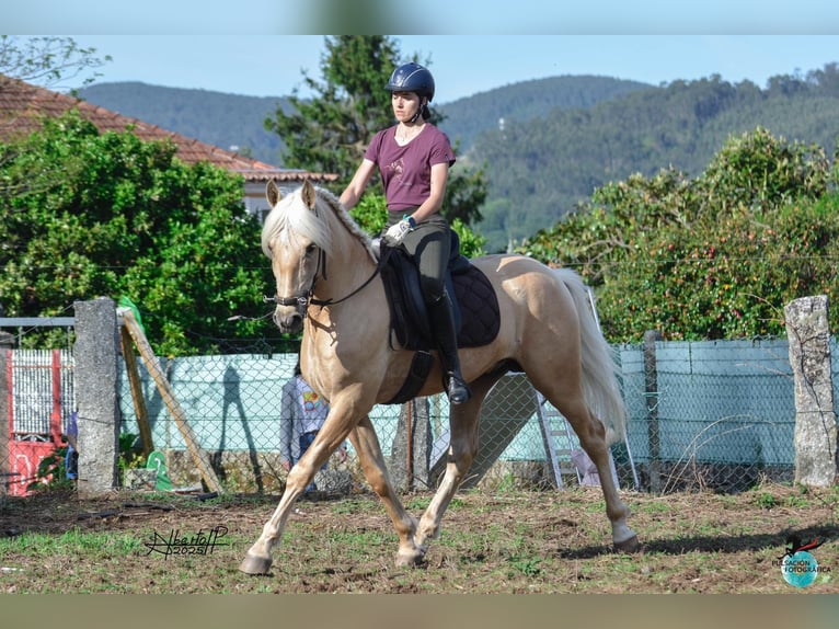 Lusitano Ogier 6 lat 160 cm Perłowa in Frankfurt am Main