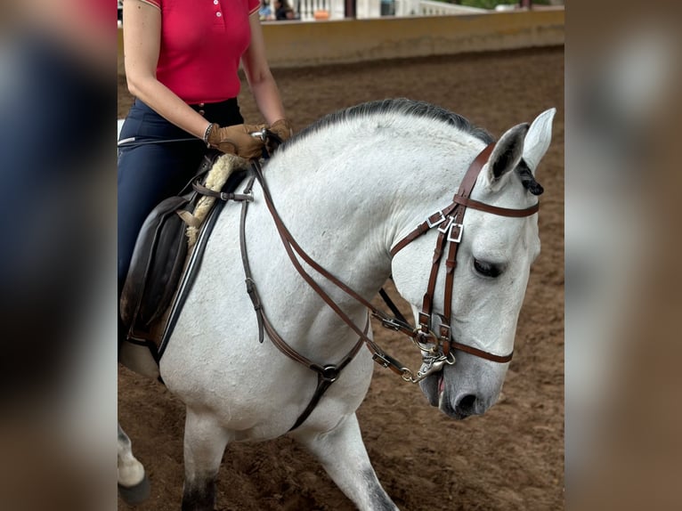 Lusitano Ogier 6 lat 162 cm Siwa jabłkowita in Martfeld