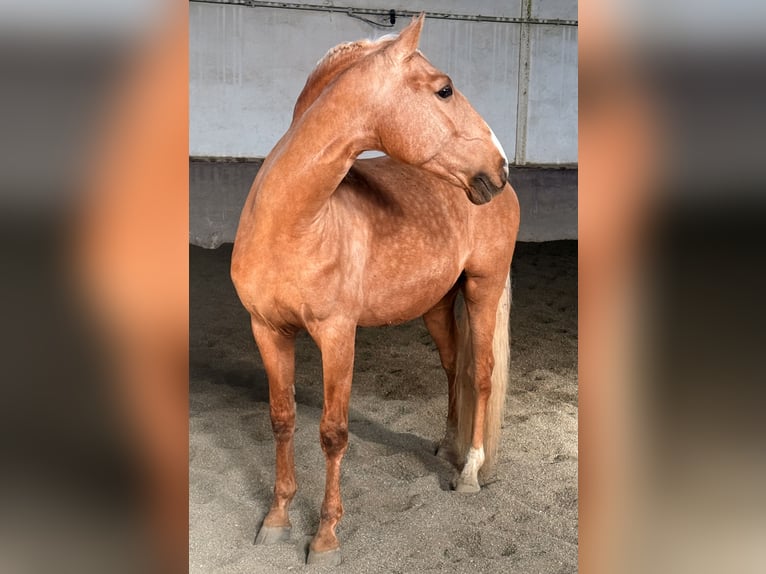 Lusitano Ogier 6 lat 164 cm Izabelowata in Ourém