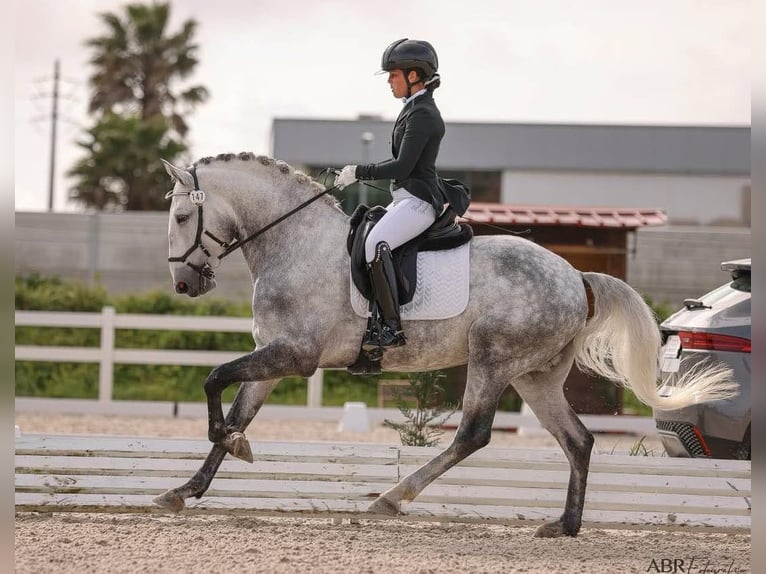 Lusitano Ogier 6 lat 164 cm Siwa jabłkowita in Lissabon Lusitano Ogier 6 lat 164 cm Siwa jabłkowita in Lissabon