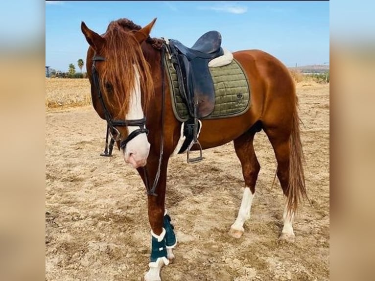 Lusitano Ogier 6 lat 165 cm Kasztanowata in Badajoz