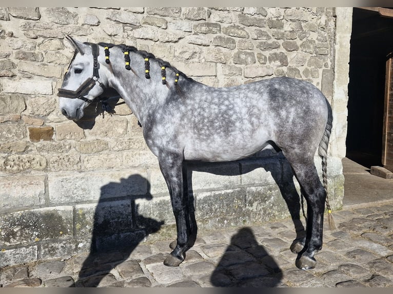 Lusitano Ogier 7 lat 158 cm Siwa in Boofzheim