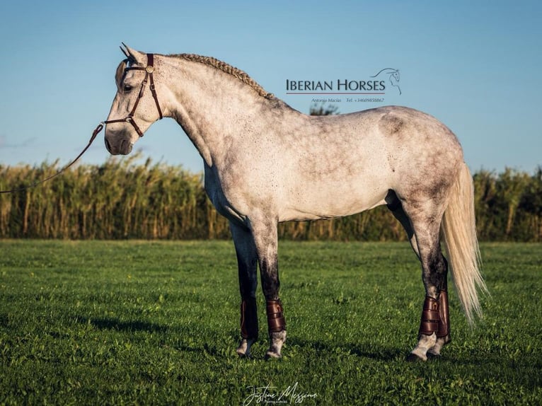 Lusitano Ogier 7 lat 158 cm Siwa in Navas Del Madroño Lusitano Ogier 7 lat 158 cm Siwa in Navas Del Madroño